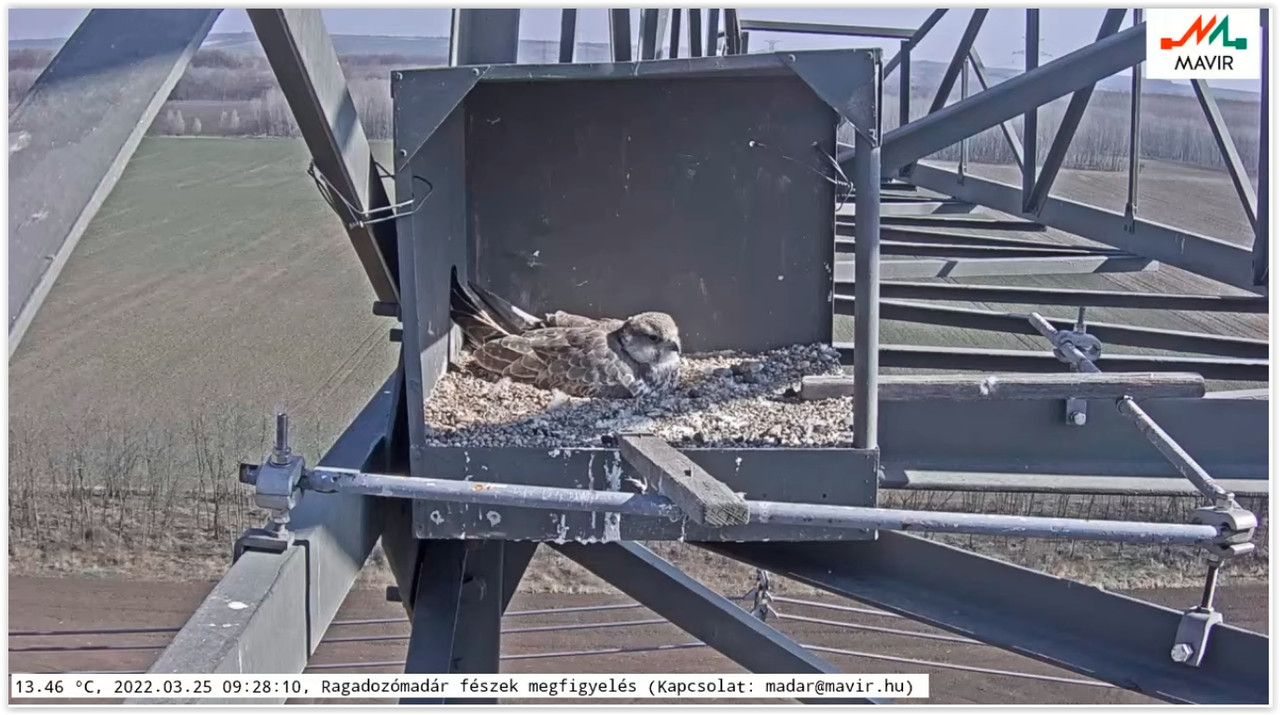 Screen Shot 03-25-22 at 09.28 AM 001