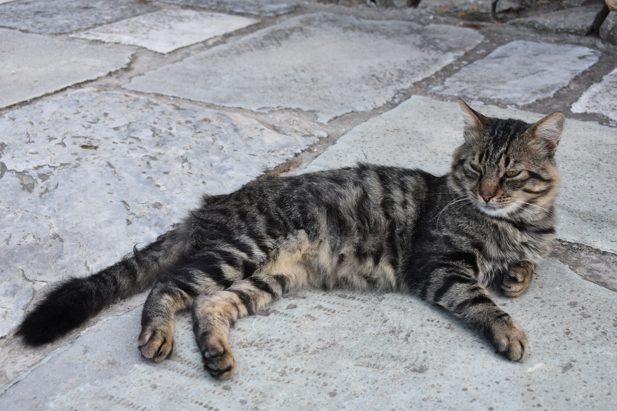 Αρχαιολογικό Μουσείο Βραυρώνας (7)