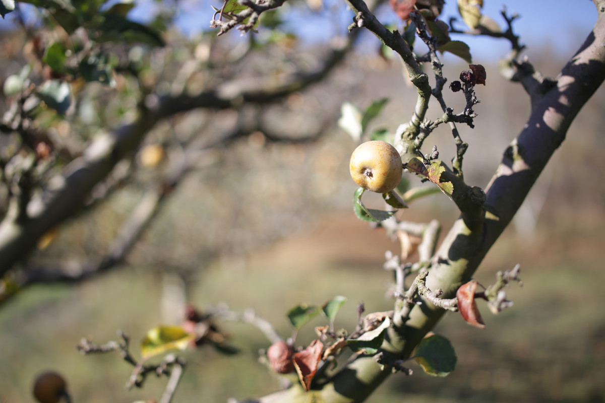 (pres) Samyang 35f14 2