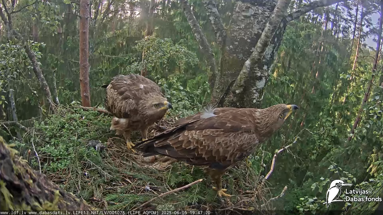 Mazais ērglis (Clanga pomarina), ligzda bērzā 17-4-55 screenshot