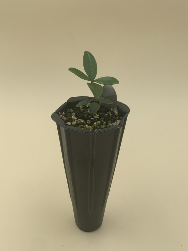 IMG 0195 — Postimages