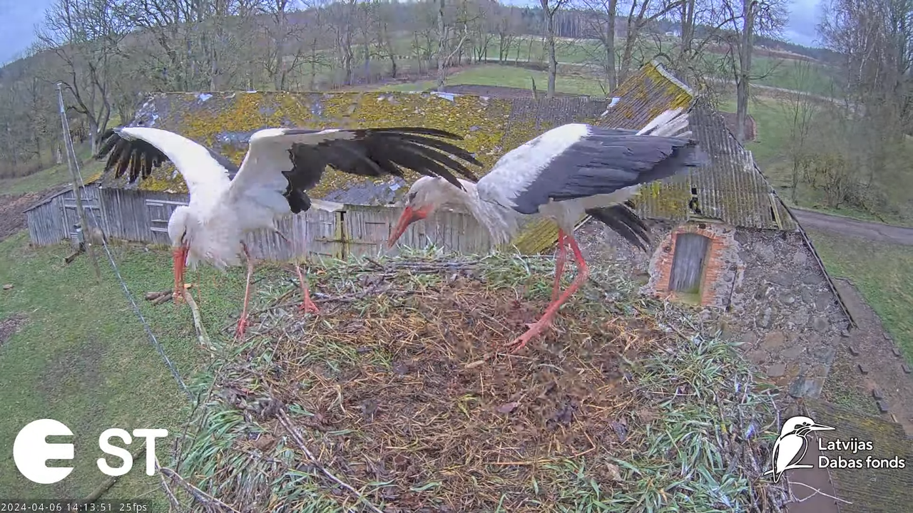 Baltie stārķi (Ciconia ciconia) Tukuma novadā - LDF tiešraide __ White storks in Tukums, Latvia 11-2
