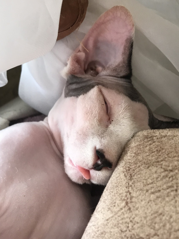 9-D10-CACF-616-C-41-B7-B2-D9-539-CE589-D