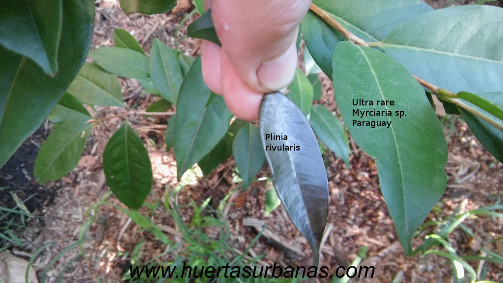 huertasurbanas_com_20181115_084404Plinia_rivularis-1