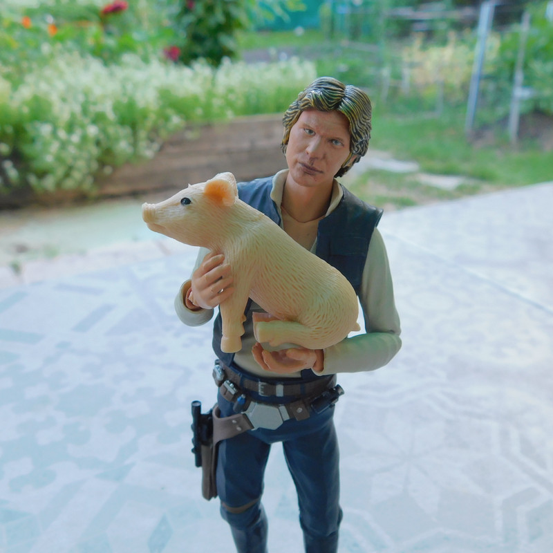 Дачно-Харлинский июнь-июль 2024 294