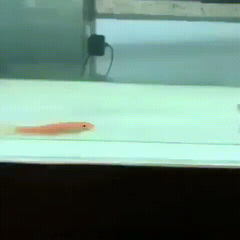 86.gif