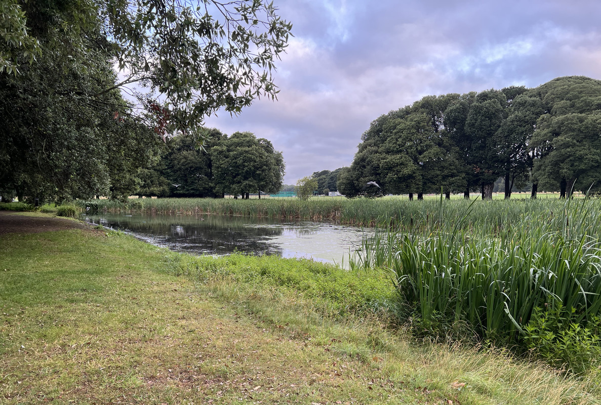 Dog-Pond-Citadel-Pond-Phoenix-Park2.jpg