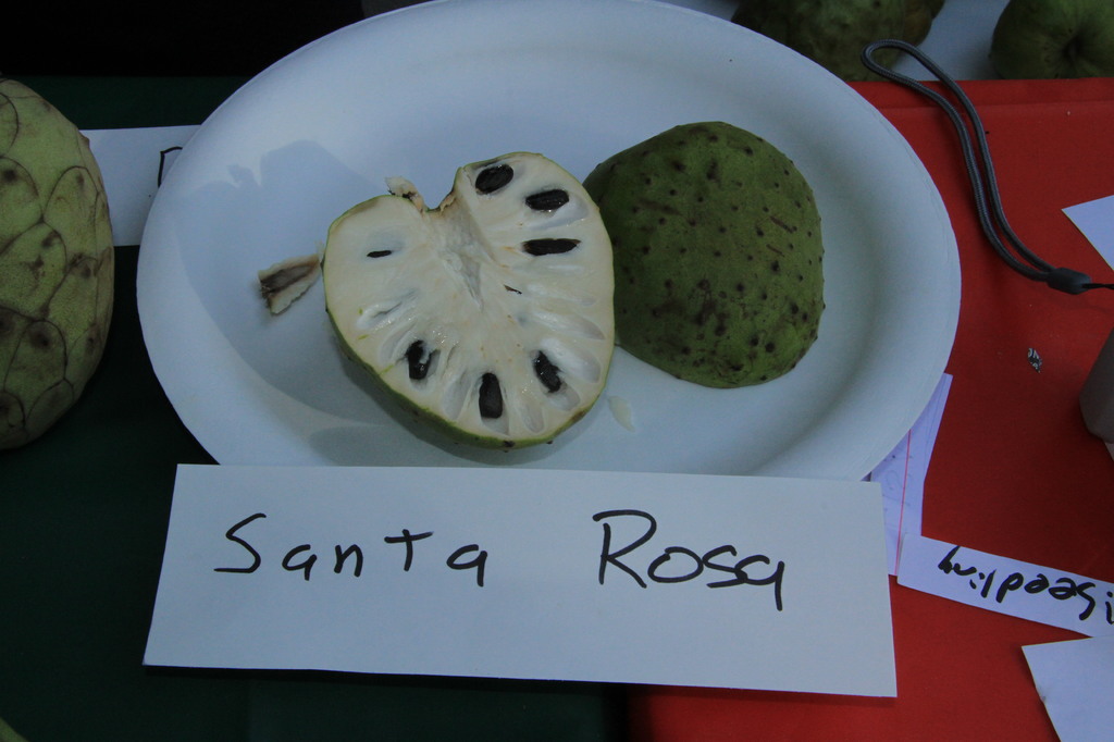 santarosa