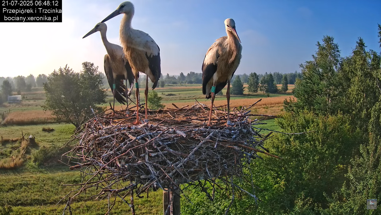 21072025bociany17