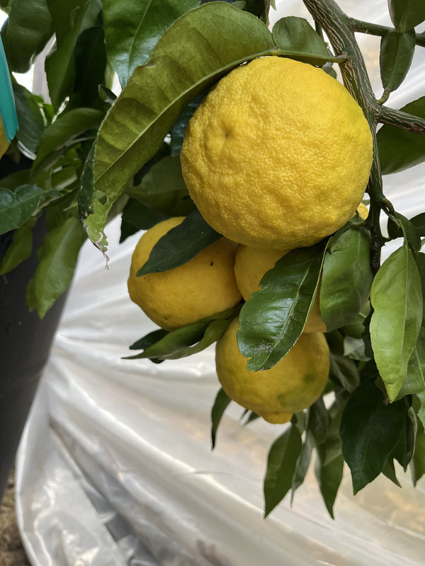 74FABC6B-9A26-4C2A-8DB5-C67576A51D22