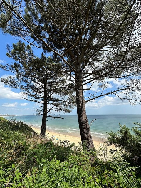 beach-trees.jpg