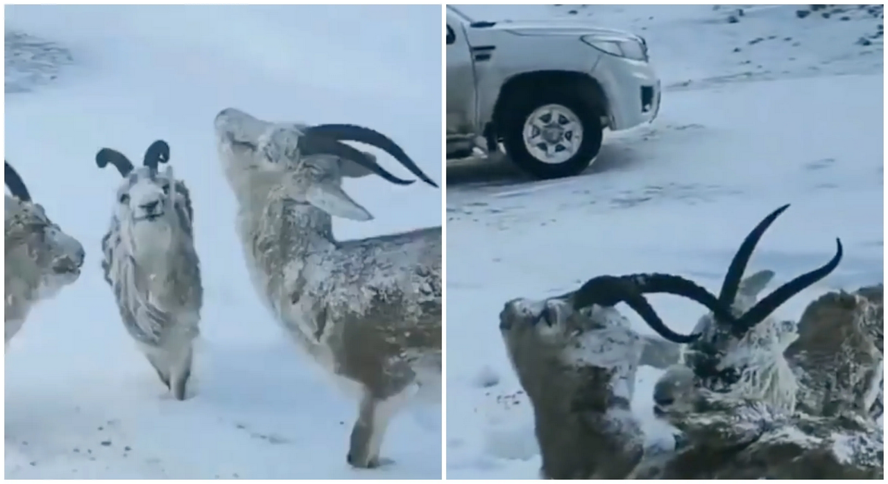 Animales se congelan en Noruega por tormenta invernal: video capta la escena
