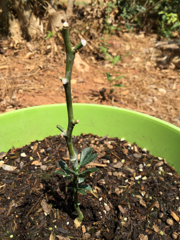 E3BC31F4-A37F-46E4-8F30-A2A01481DCAE