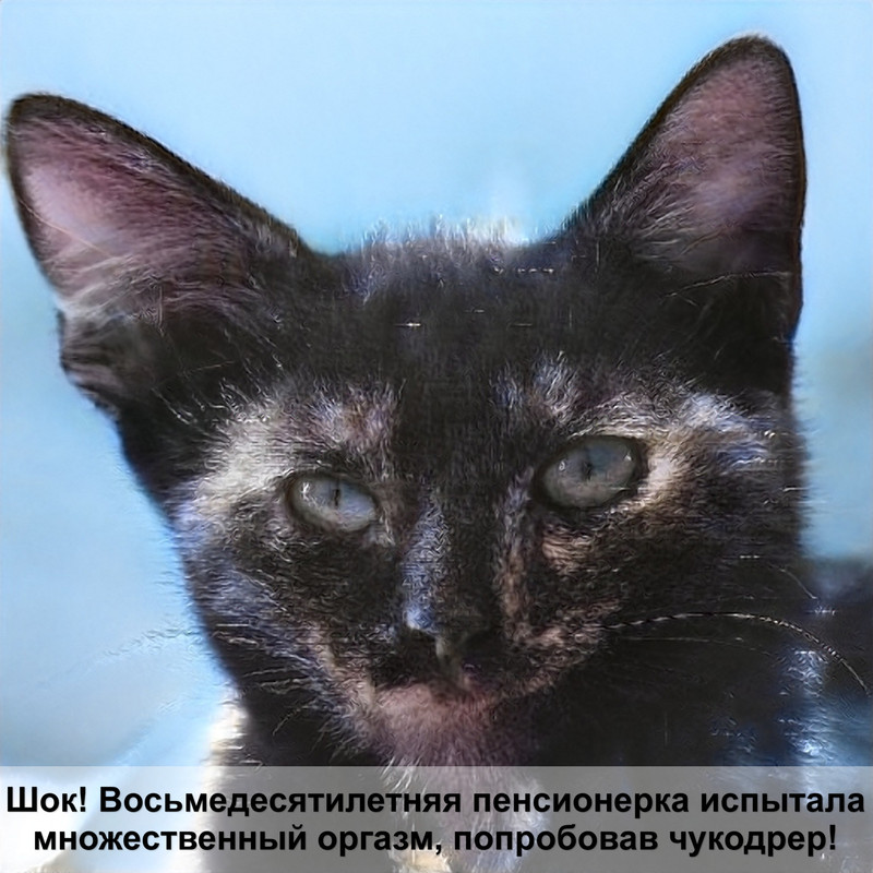 самые популярные окрасы кошек