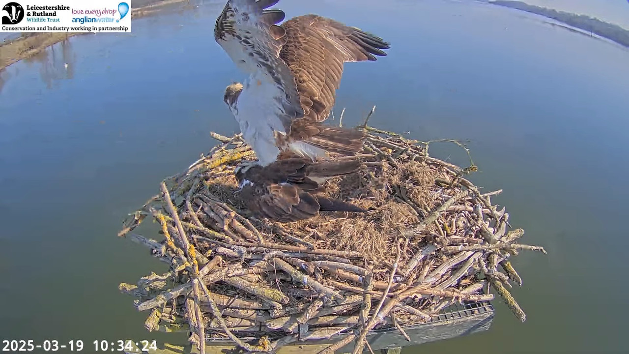 LRWT — Manton Bay Ospreys tiešraides tīmekļa kamera (platleņķa) 10-12-52 screenshot