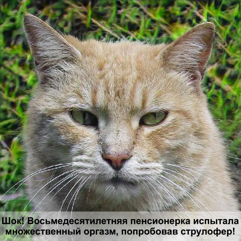 ориентальная кошка окрас табби