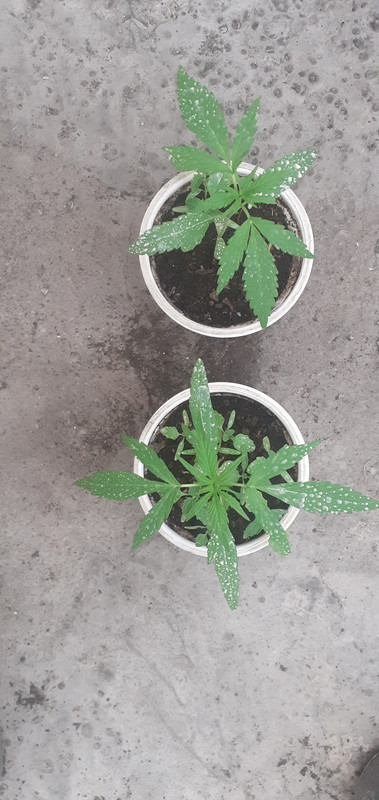 mobychirreta y nncxmango