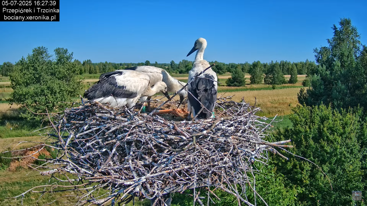 05072025bociany46