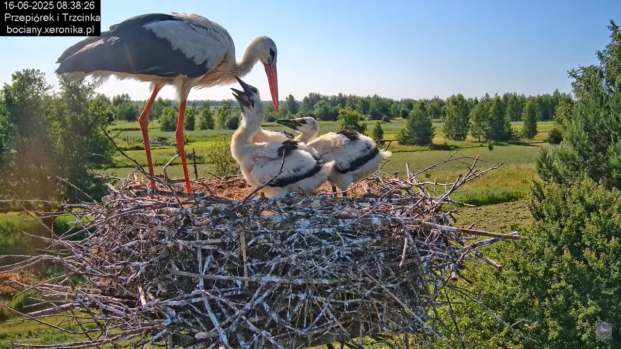 16062025bociany14