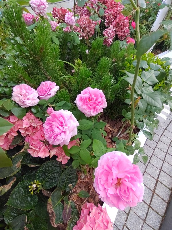 https://i.postimg.cc/9QxbVh3r/33-IMG-20250626-134101.jpg