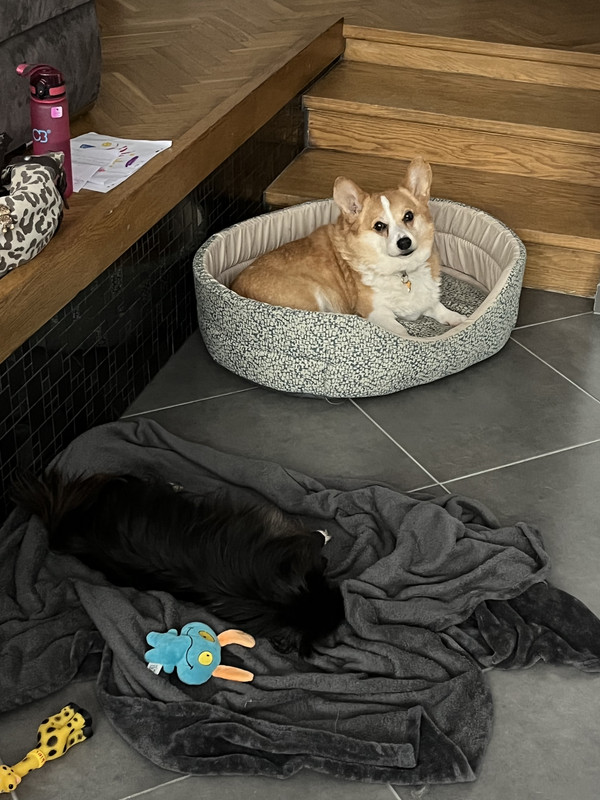 [Image: 7-BE938-F3-4010-442-D-B787-B8-CCB26-B86-E7.jpg]