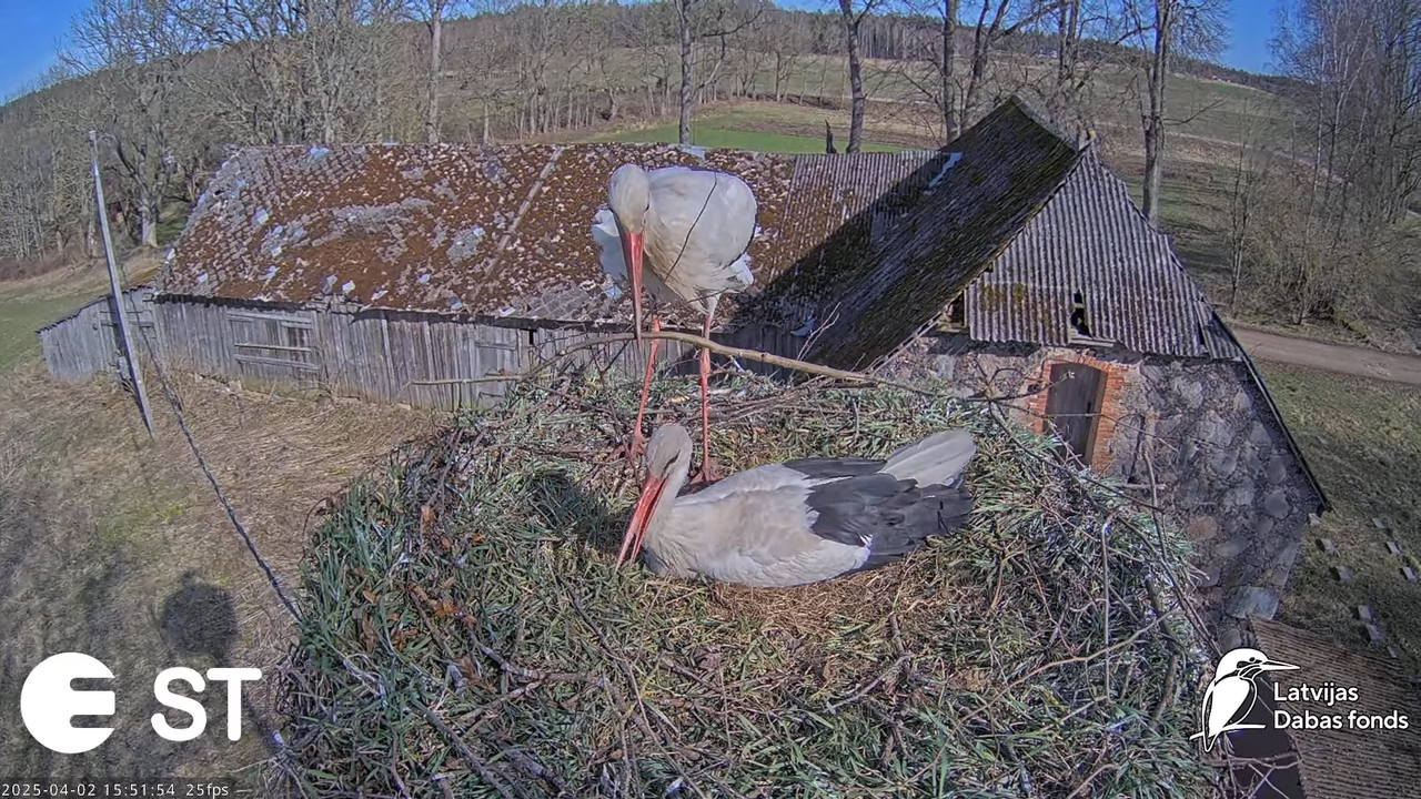 Baltie stārķi (Ciconia ciconia) Tukuma novadā __ White storks in Tukums, Latvia - YouTube - 810_59