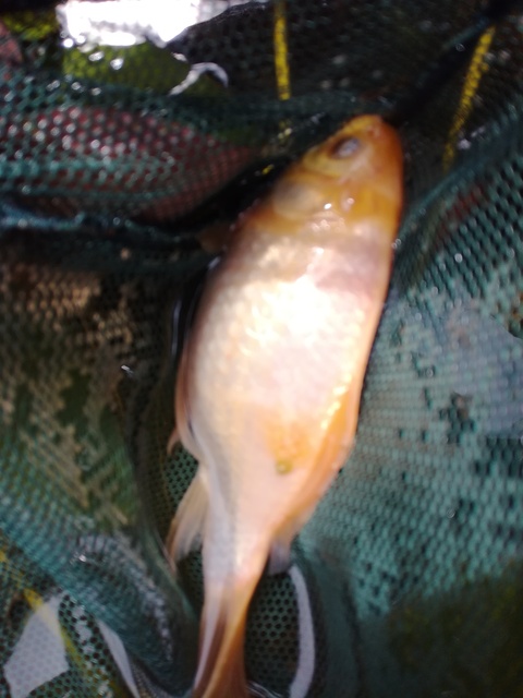 IMG_20170723_140954_1