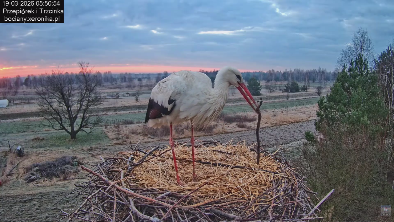 19032026 Przylot pierwszego bociana 7