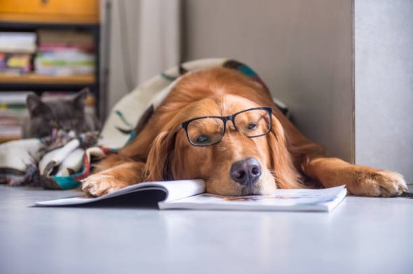 Dog-Magazines-2.jpg