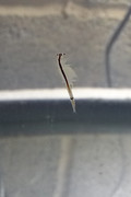Female-with-egg-sacs