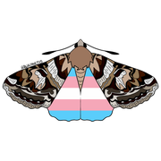 moths3-2