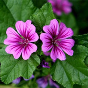 139207302043338821390744-400x400