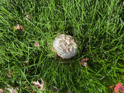 [Image: Mushroom-1.jpg]