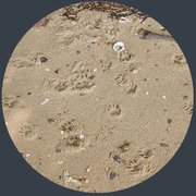 Photographed by: Twiglet June 11th 2023