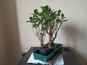 IMG-20200331-154201