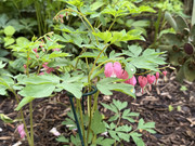 IMG-3862