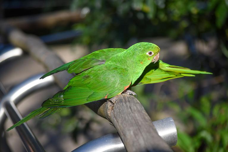 В джазе только девушки или аргентинско-бразильский калейдоскоп В джазе только девушки или аргентинско-бразильский калейдоскоп