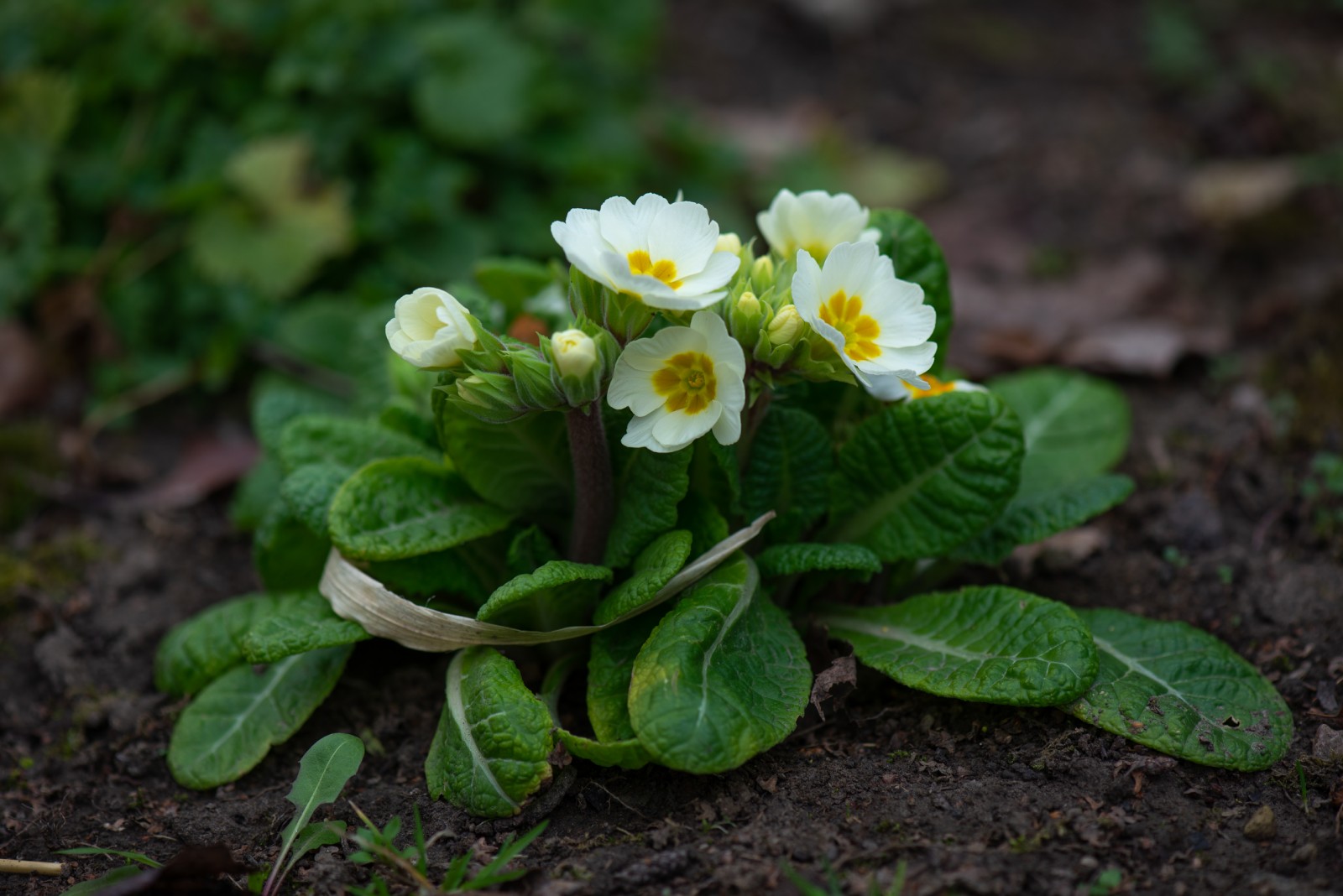 Img B62f39dd137051ca7a9163591f2d697d V Postimages