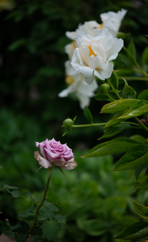 IMG-a77a82465b43adcde4f2b978208eb8aa-V