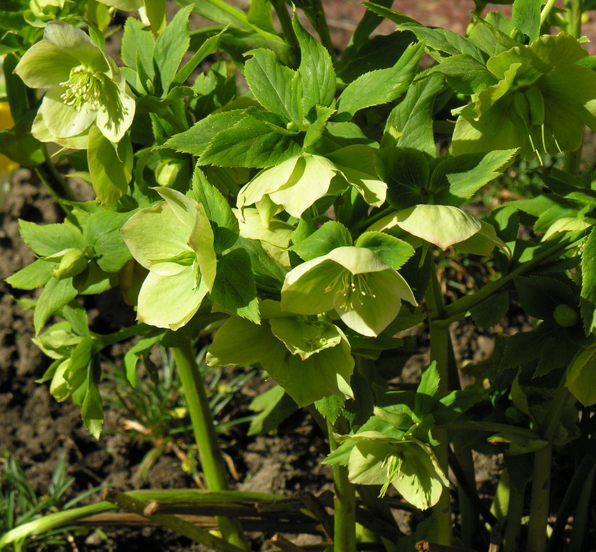 Helleborus_viridis_resize