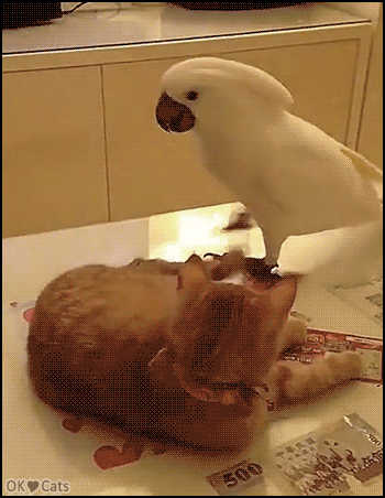 Funny-Cat-GIF-Jerk-white-parrot-annoying-sleepy-cat-catching-and-biting-his-tail-Leave-me-alone.gif