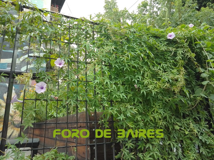 fotoflorgloriadelama-ana6