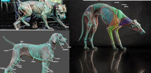 CGMasterAcademy - Sculpting Anatomy from Animal to Creature