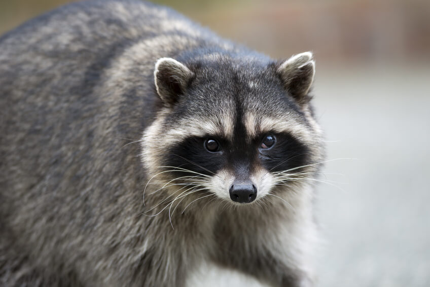 Kissimmee wildlife removal