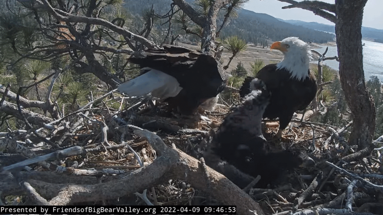 Webp.net-gifmaker (3)