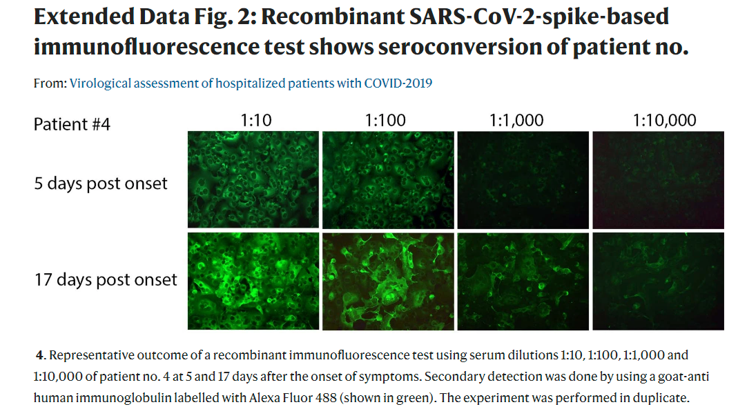 Fire-Shot-Capture-115-Extended-Data-Fig-2-Recombinant-SARS-Co-V-2-spike-based-immunofluore-www.png