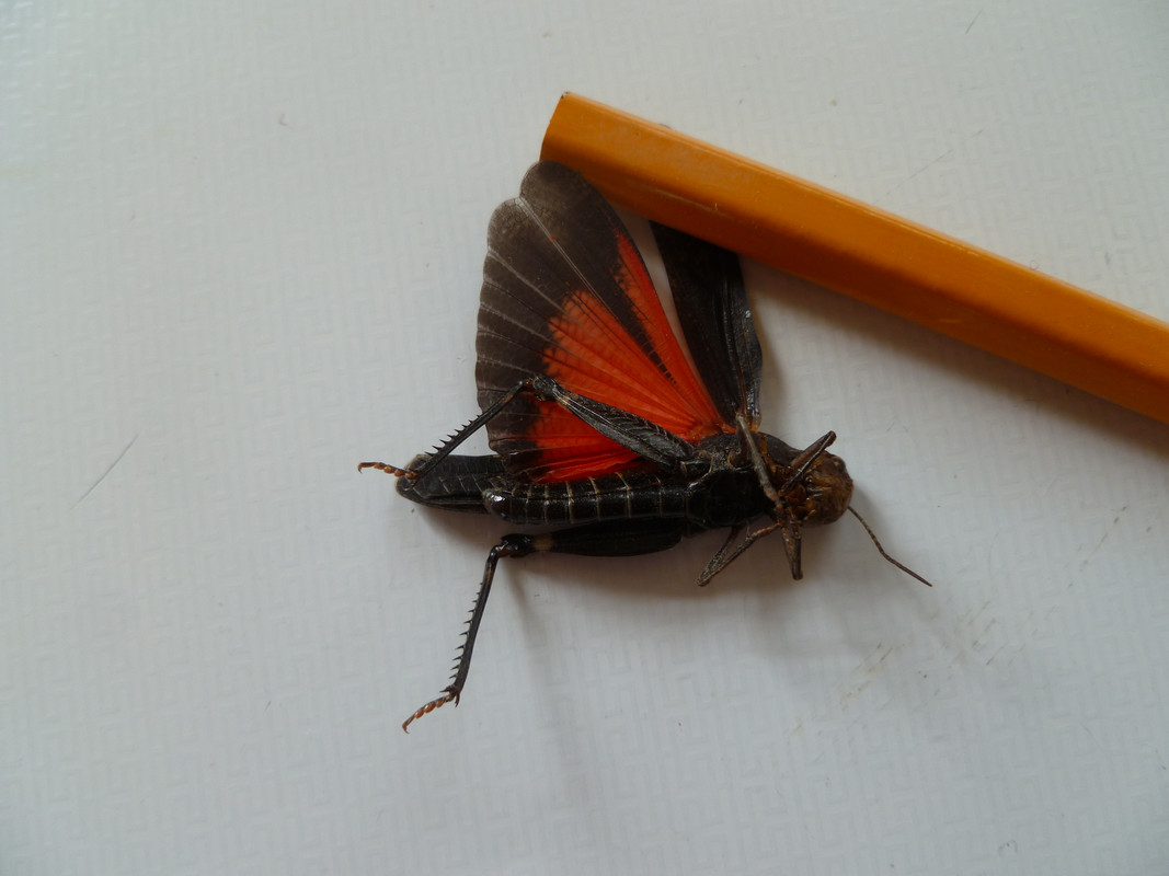 Arphia pseudonietana