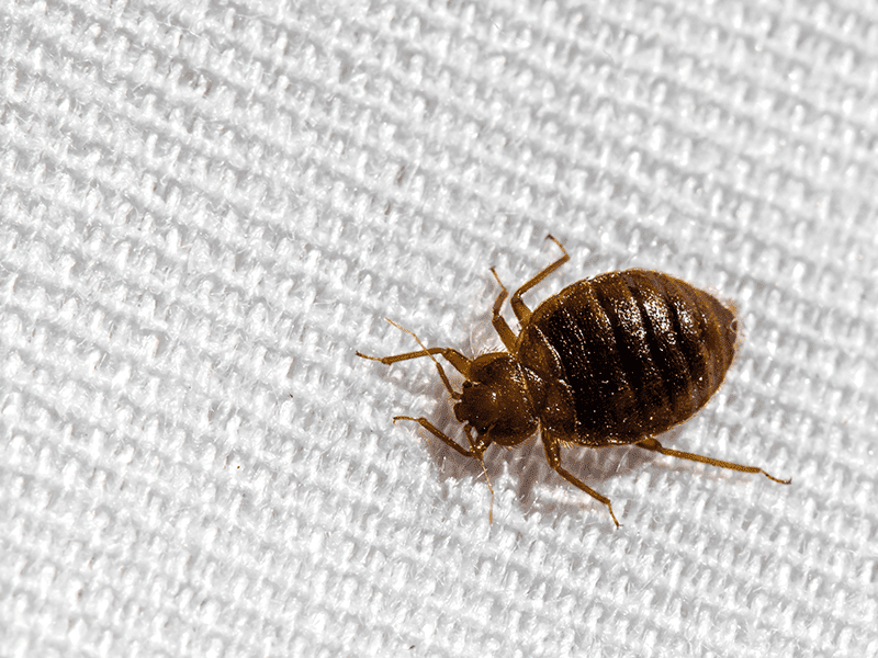 Bed Bug Treatment Kissimmee