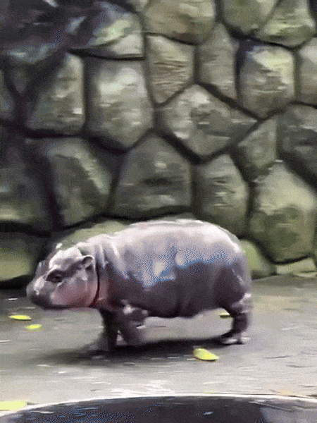 hippo-2.gif
