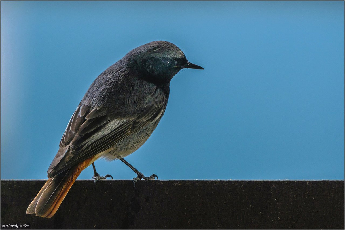 XT4A3407 Vögel & Natur LR ERWZ FB